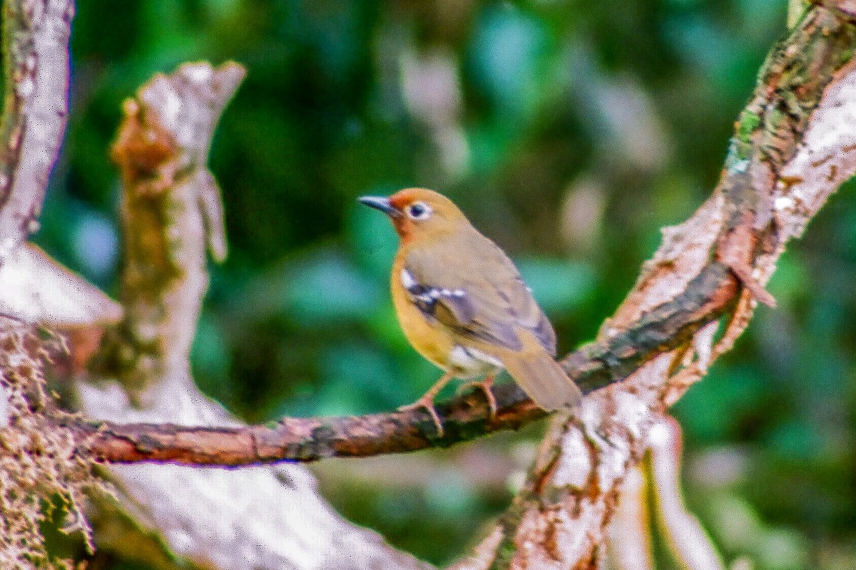 Abyssinian Ground-Thrush - Tommy Pedersen