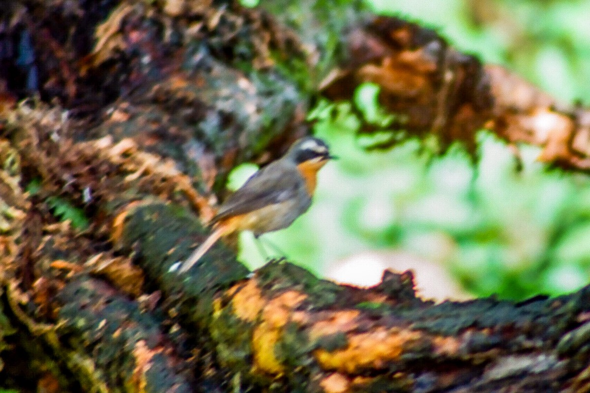 Cape Robin-Chat - Tommy Pedersen