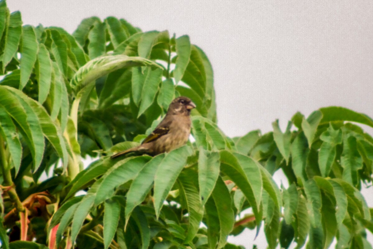 Thick-billed Seedeater - Tommy Pedersen