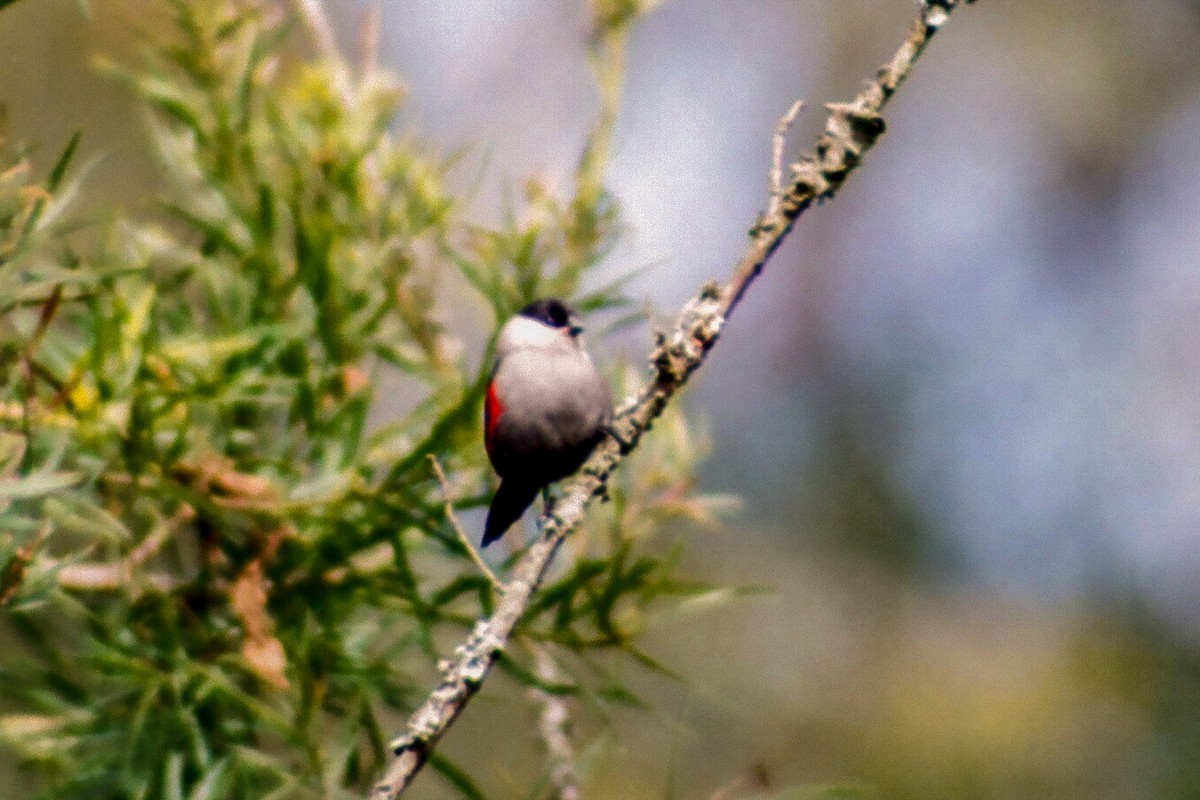 Kandt's Waxbill - Tommy Pedersen