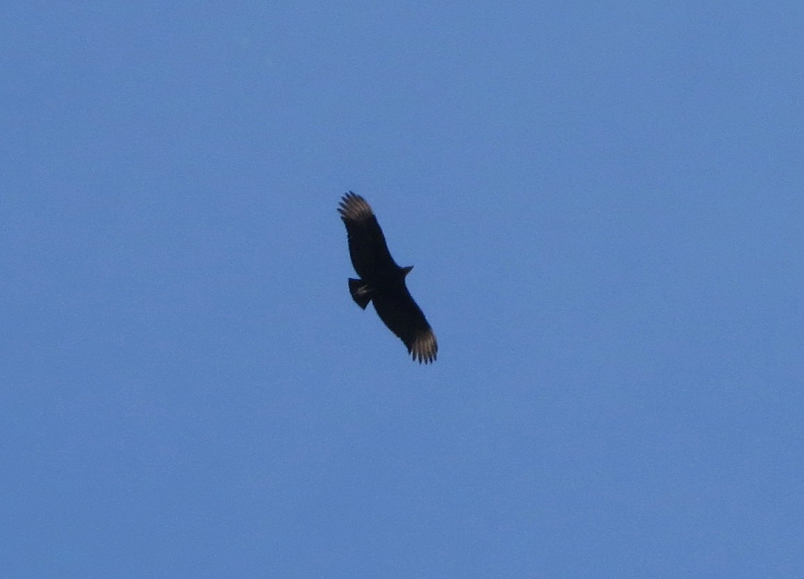 Black Vulture - ML140372071