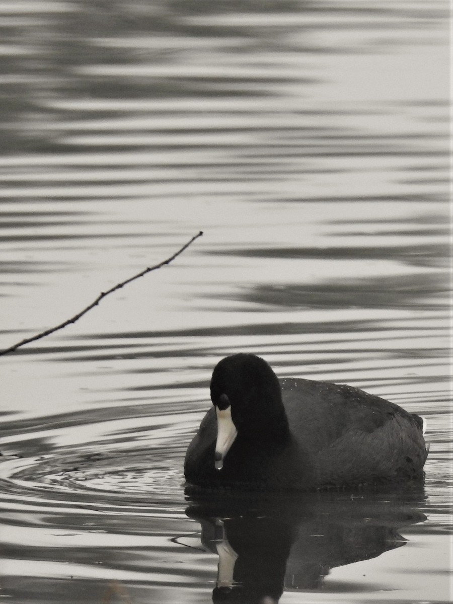 American Coot - Prashant A