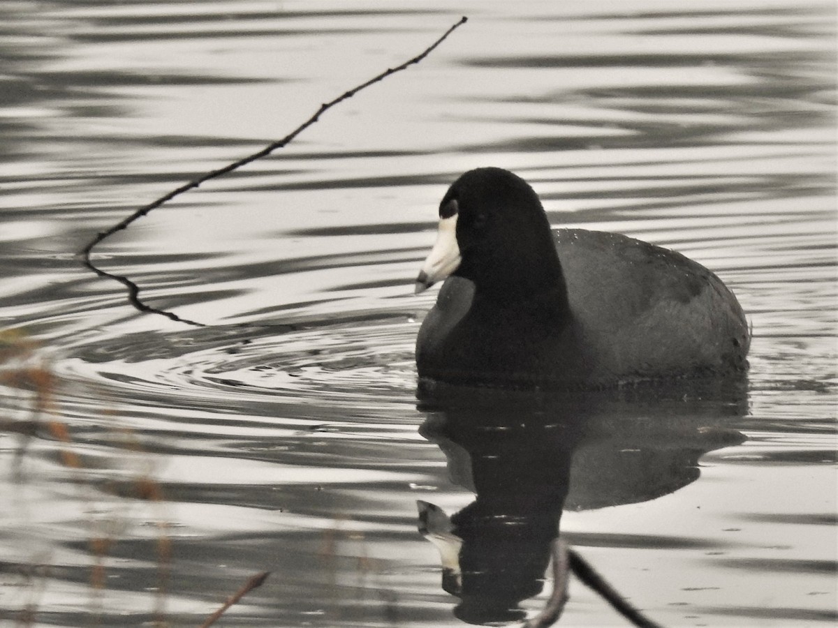 American Coot - ML140372641