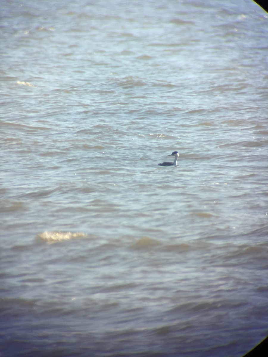 Western Grebe - ML140373521