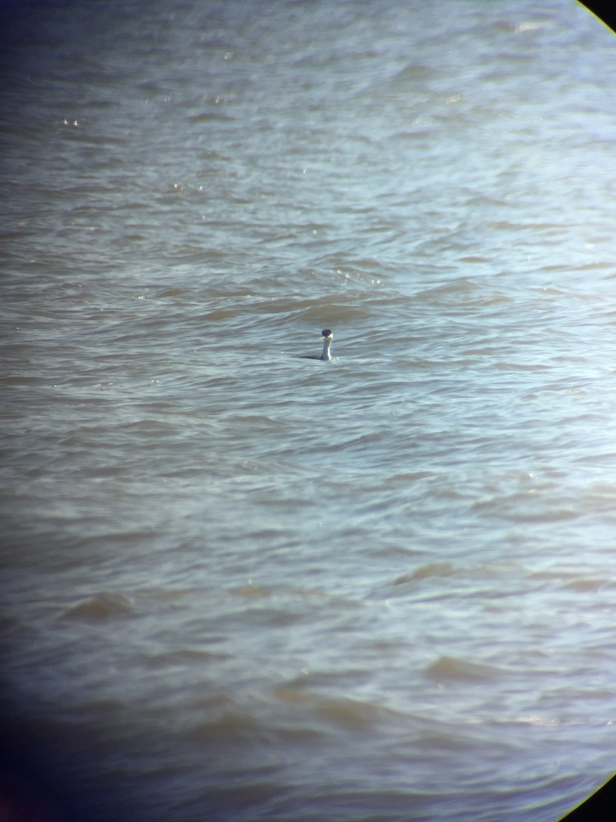 Western Grebe - ML140373531