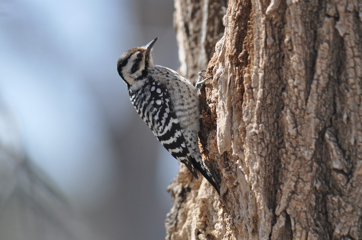 Ladder-backed Woodpecker - ML140373561