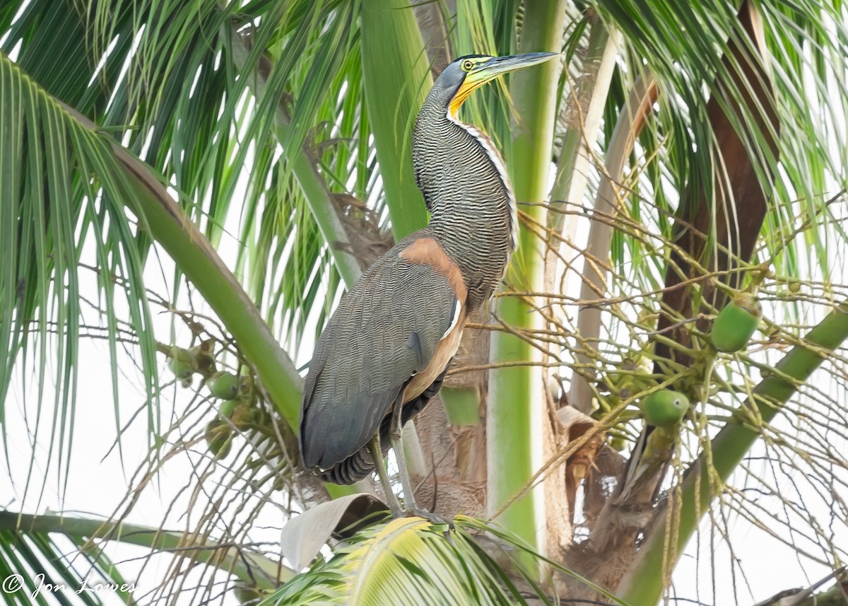 Bare-throated Tiger-Heron - ML140373901