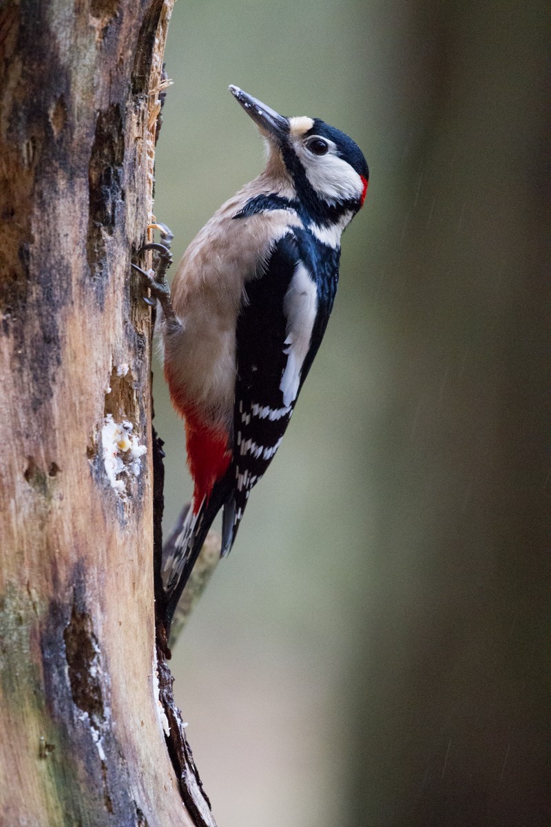 Great Spotted Woodpecker - ML140375301