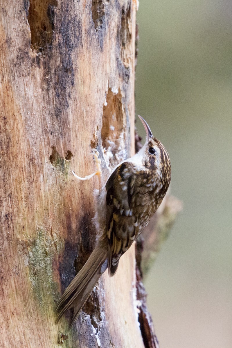 Waldbaumläufer - ML140375421