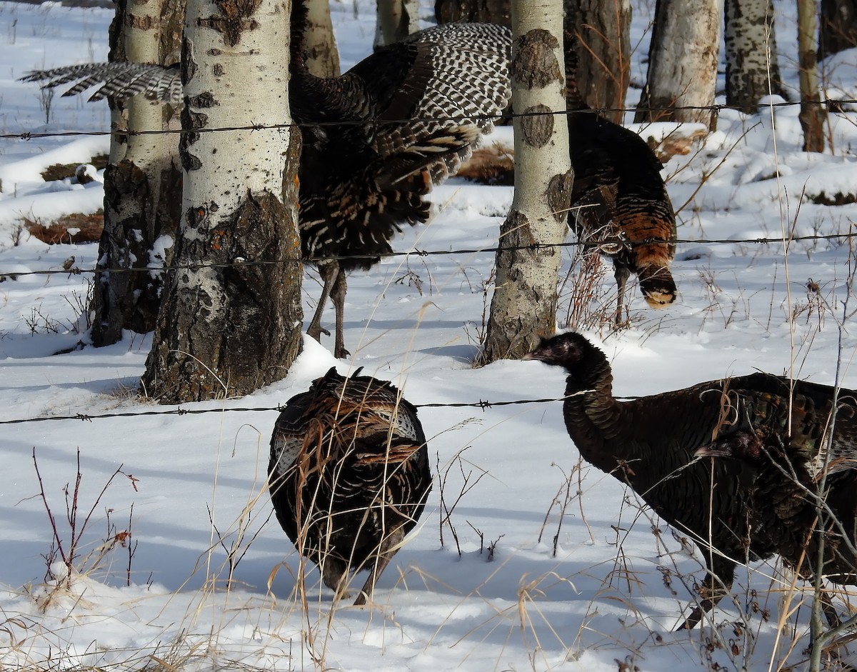 Wild Turkey - Richard Klauke