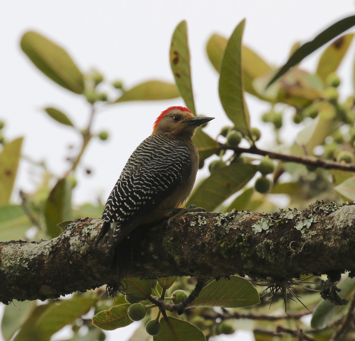 Golden-fronted Woodpecker - Sandy Vorpahl