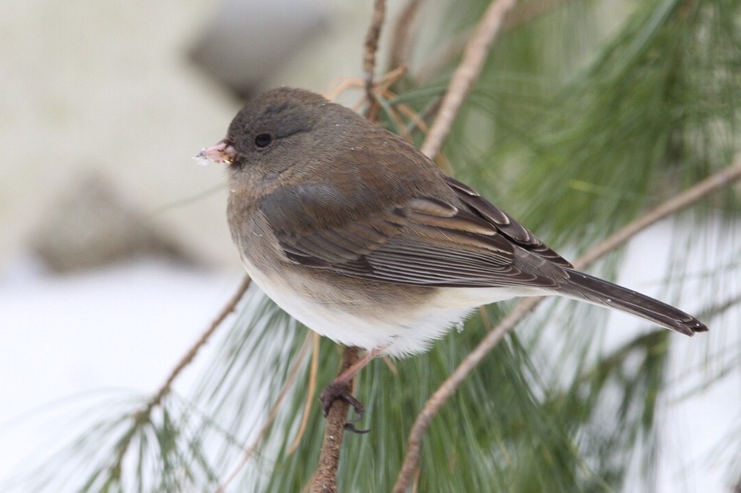 Dark-eyed Junco - Jim Grieshaber