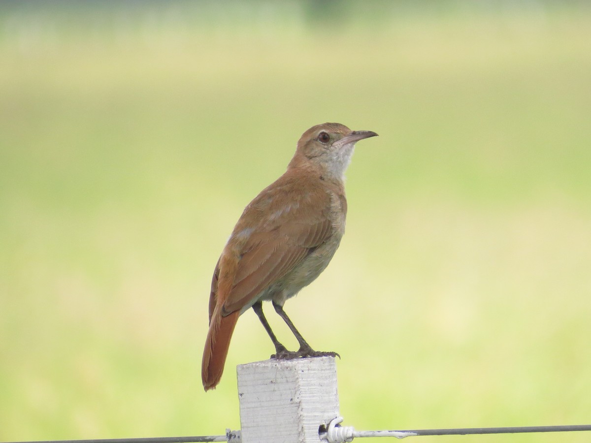 Rufous Hornero - ML140377561