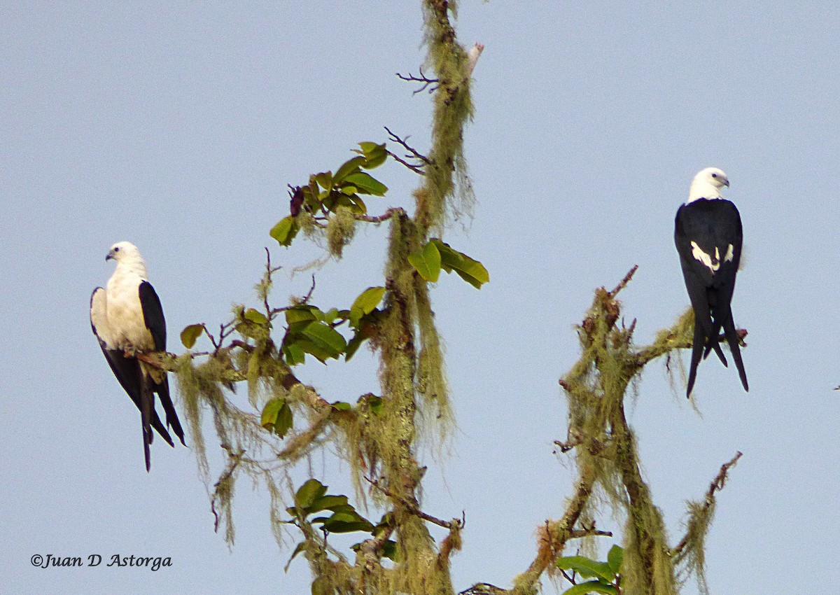 Swallow-tailed Kite - ML140377651