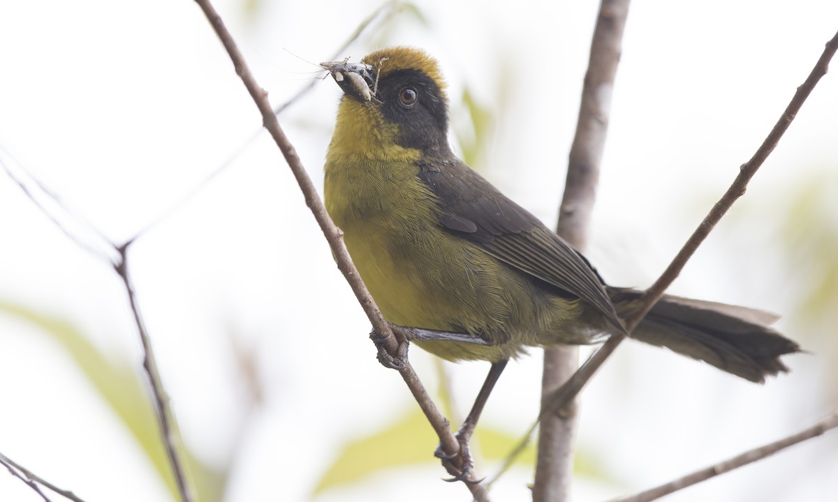 Tricolored Brushfinch (Choco) - ML140378011