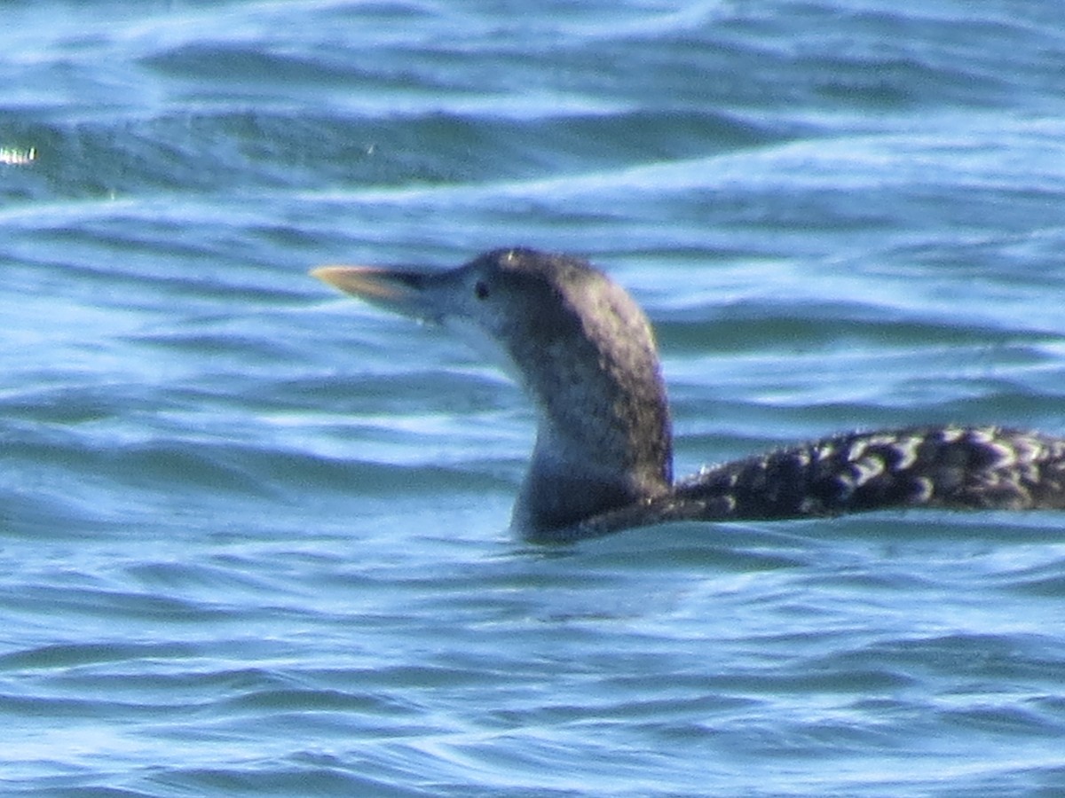 Yellow-billed Loon - Larry Mays
