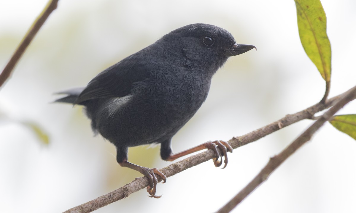 Pinchaflor Flanquiblanco - ML140380121