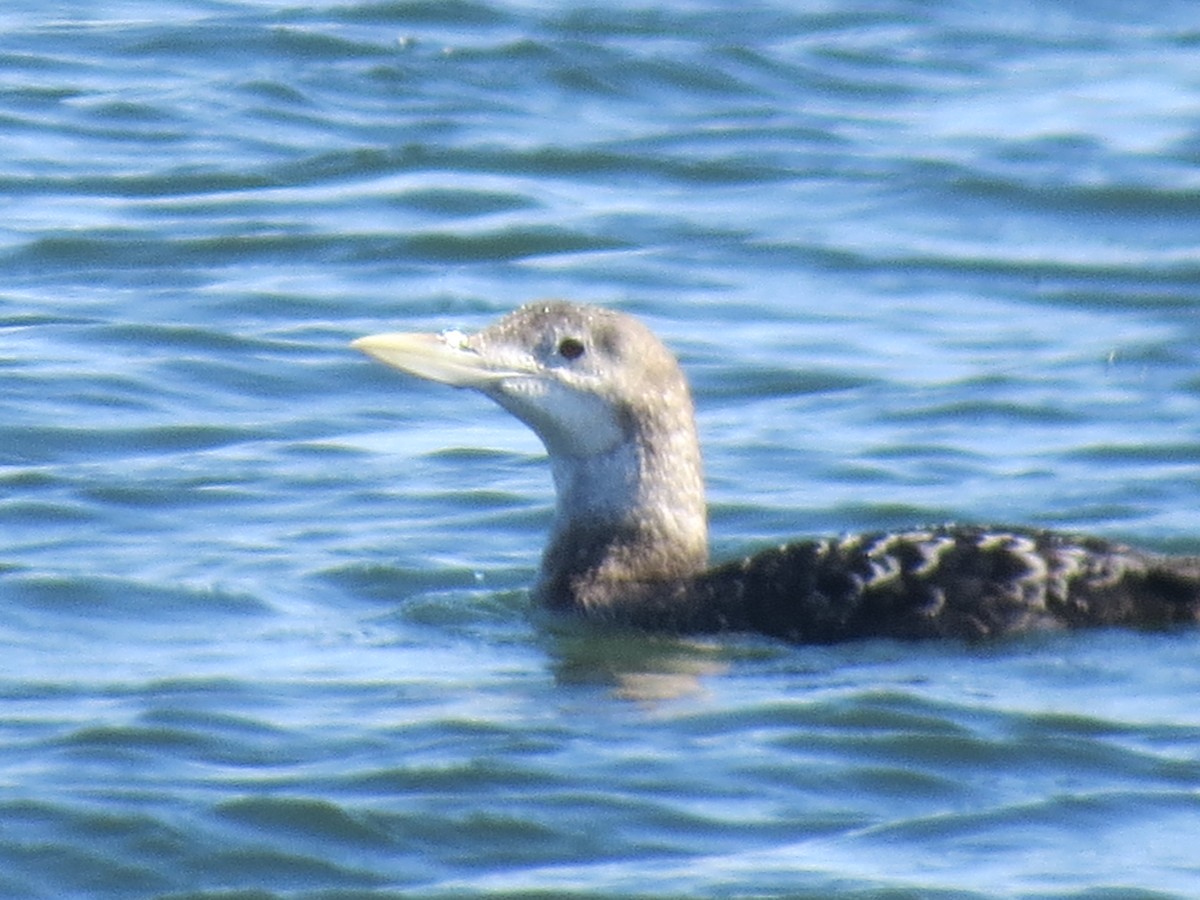 Yellow-billed Loon - Larry Mays