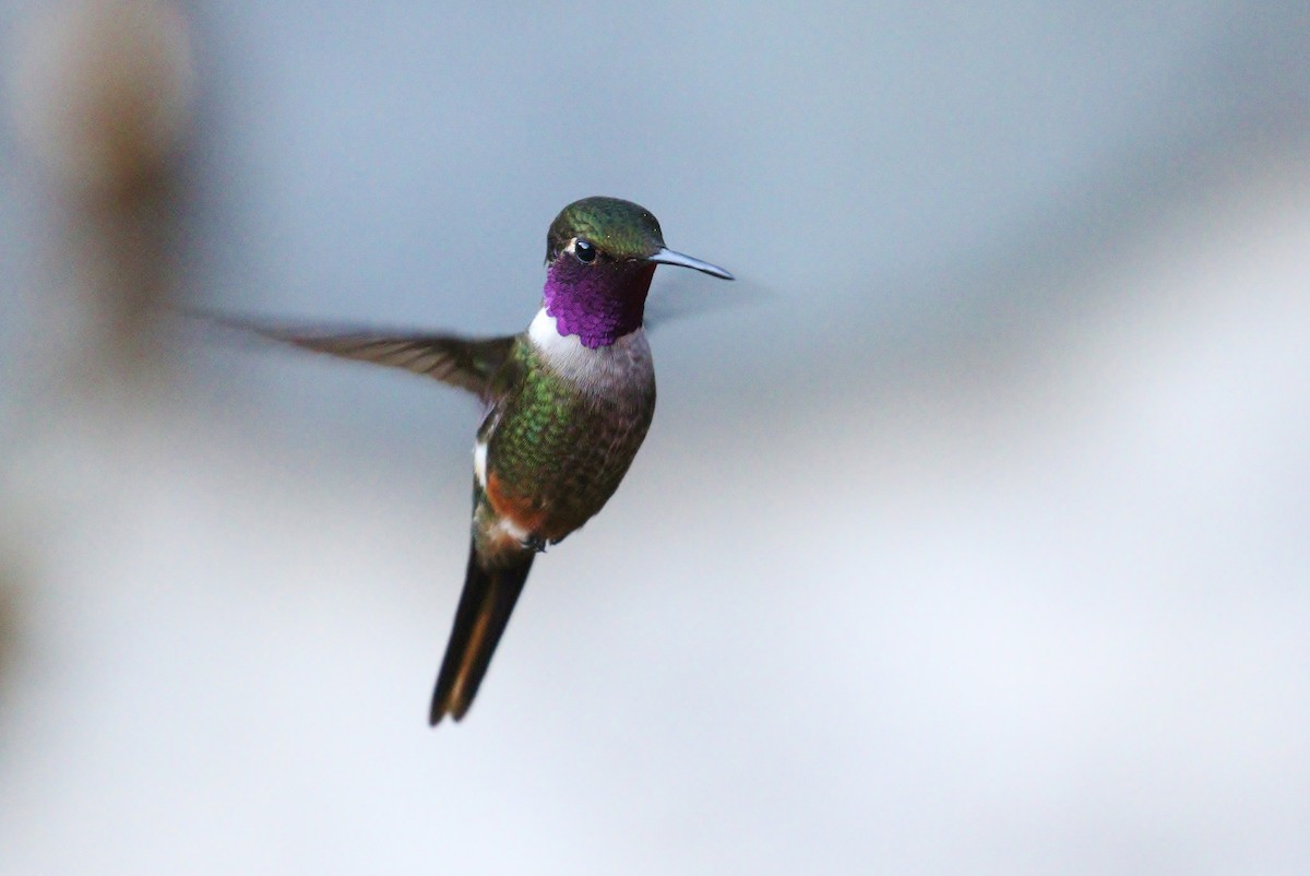 Magenta-throated Woodstar - ML140383801