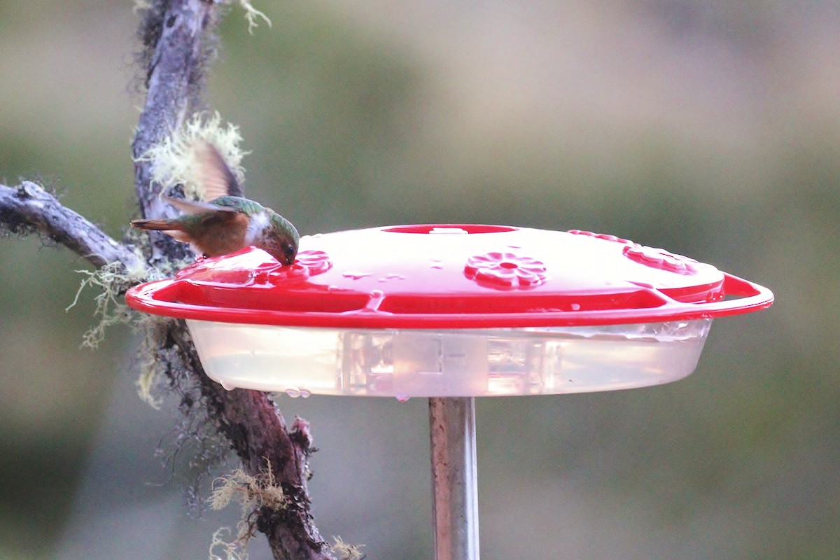 Scintillant Hummingbird - ML140383881