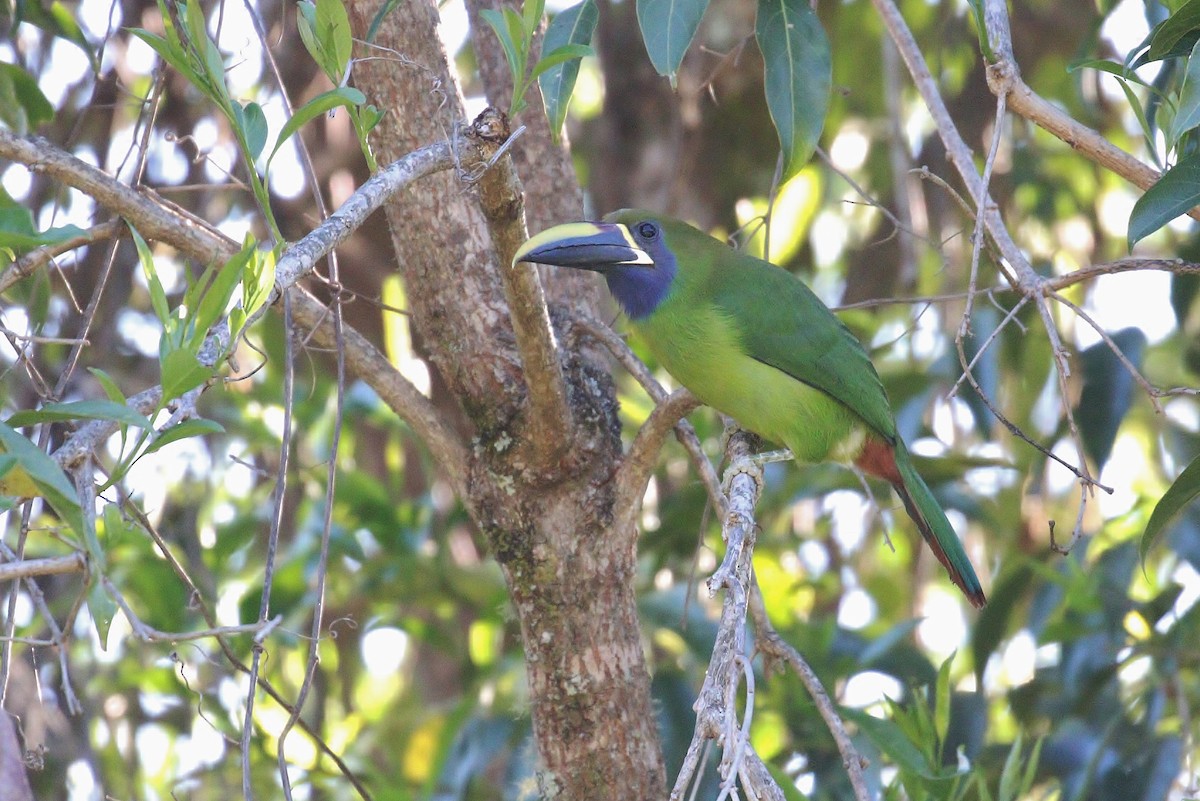 Toucanet émeraude - ML140384441