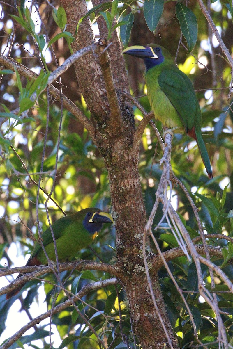 Toucanet émeraude - ML140384551