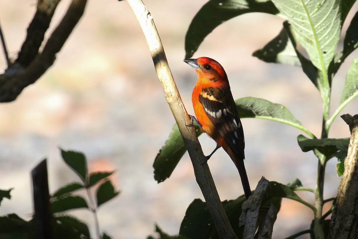 Flame-colored Tanager - ML140384821