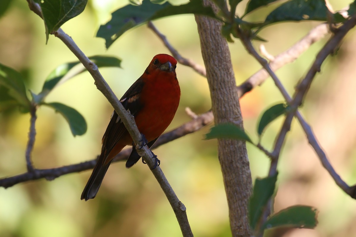 Flame-colored Tanager - ML140384911