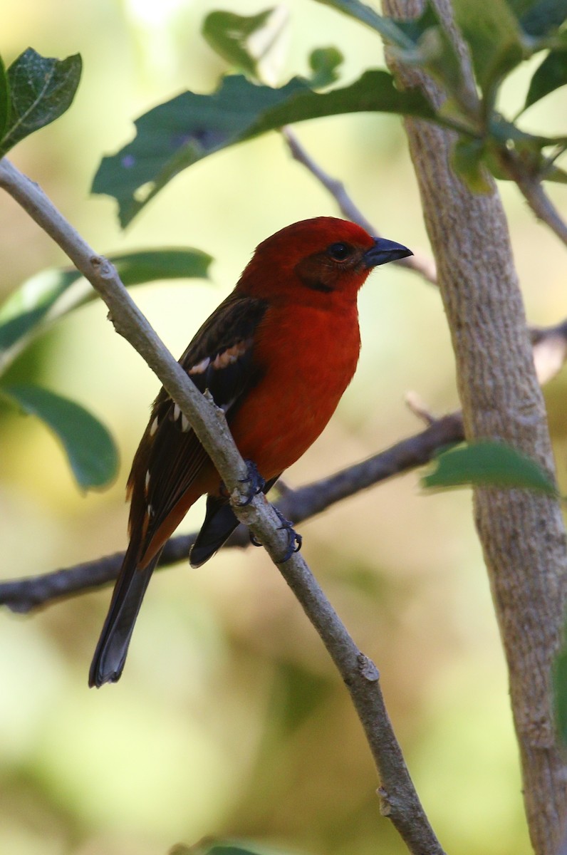 Flame-colored Tanager - ML140384921