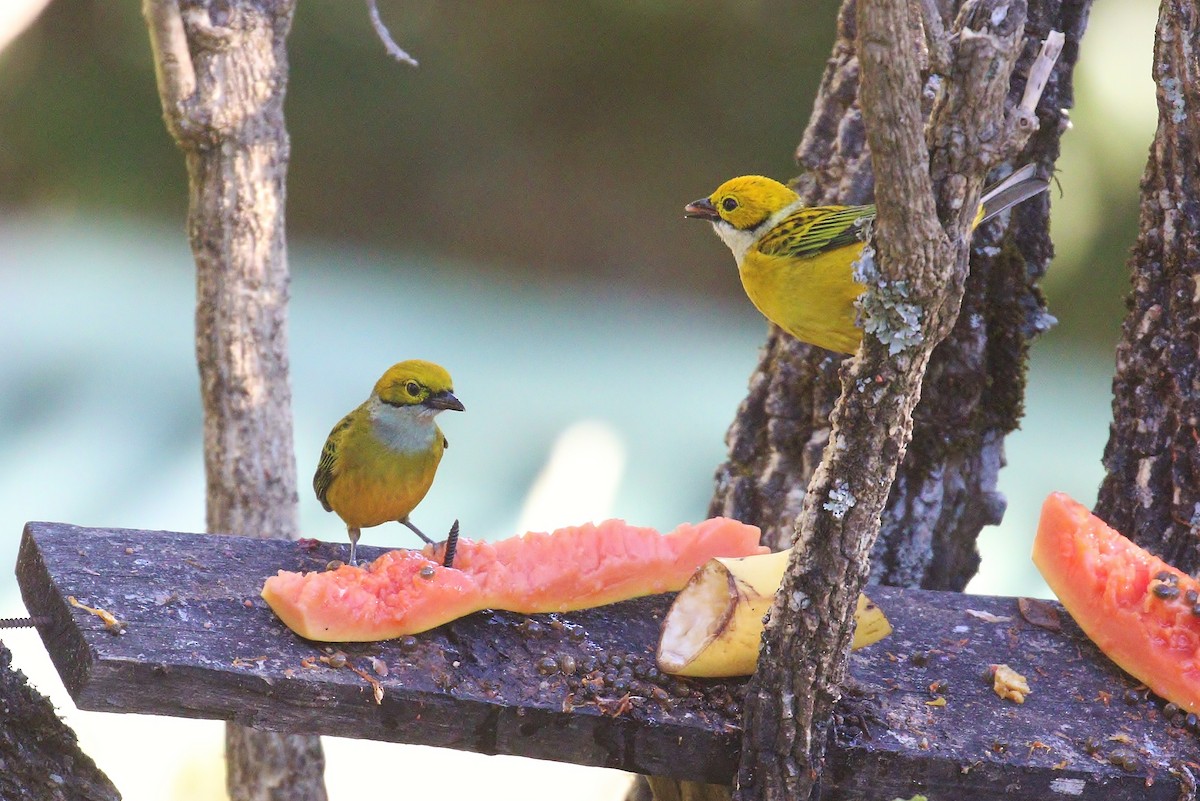 Silver-throated Tanager - ML140384931