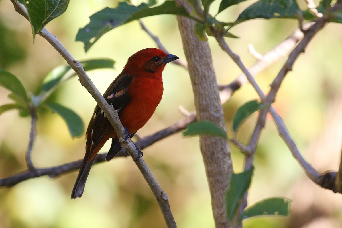 Flame-colored Tanager - ML140384961