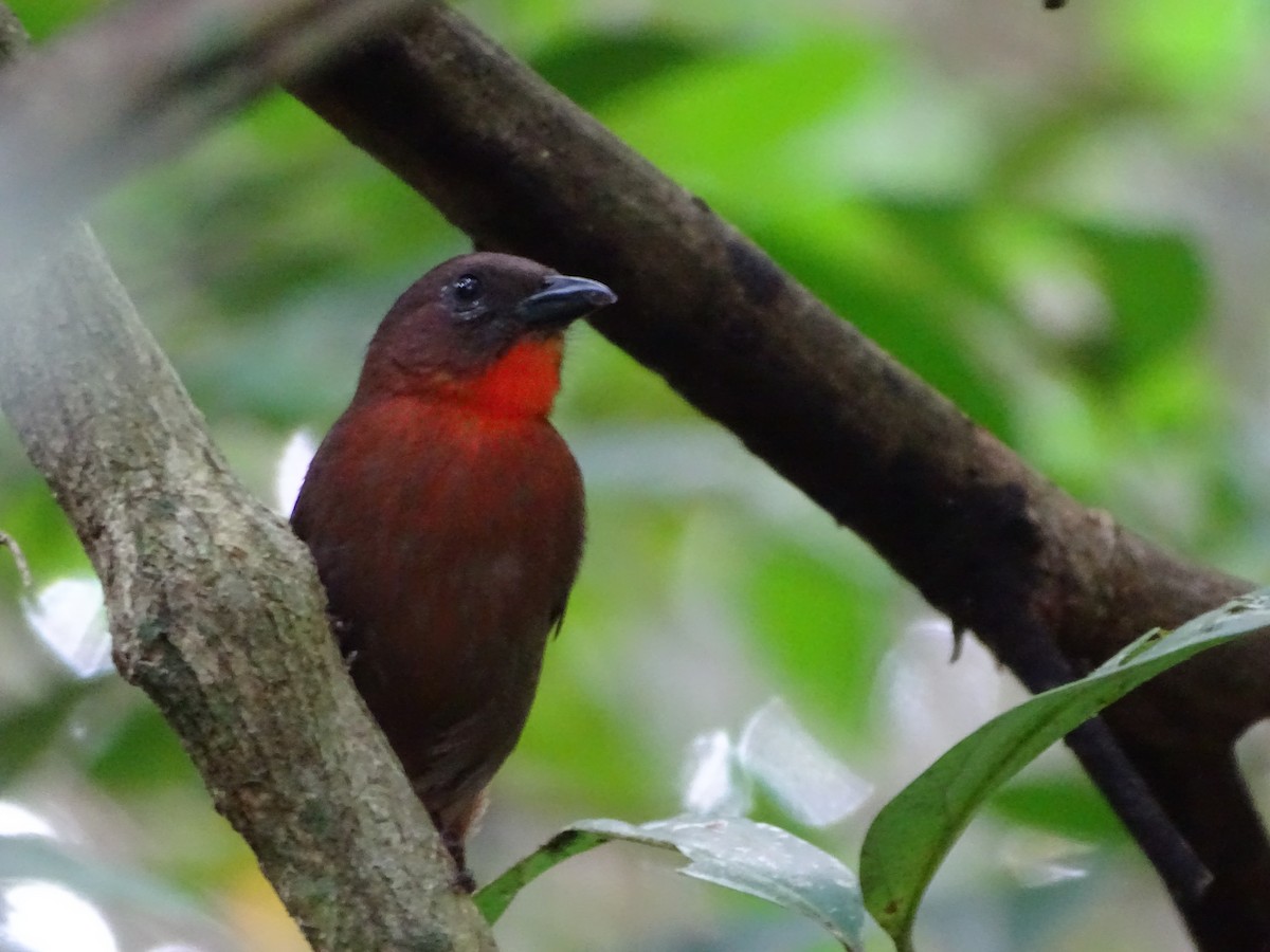 Red-throated Ant-Tanager - ML140385431