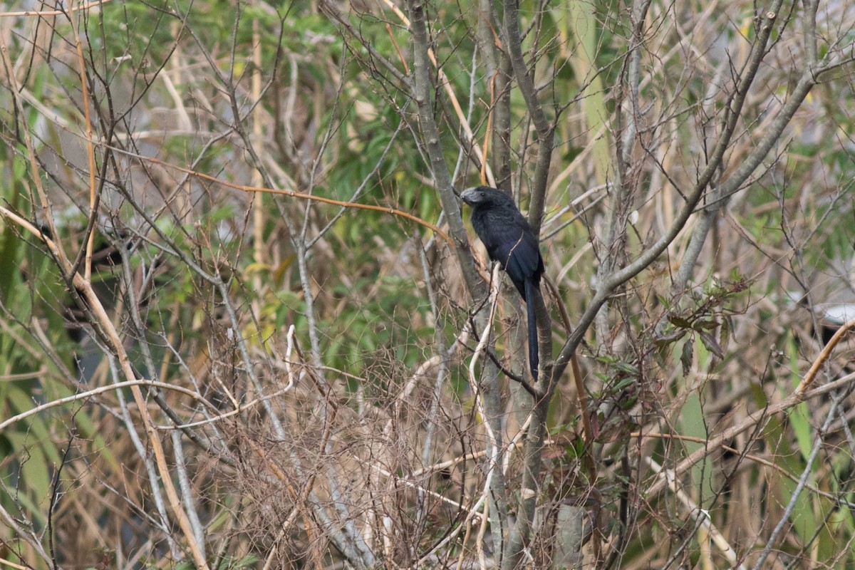 Groove-billed Ani - ML140385531