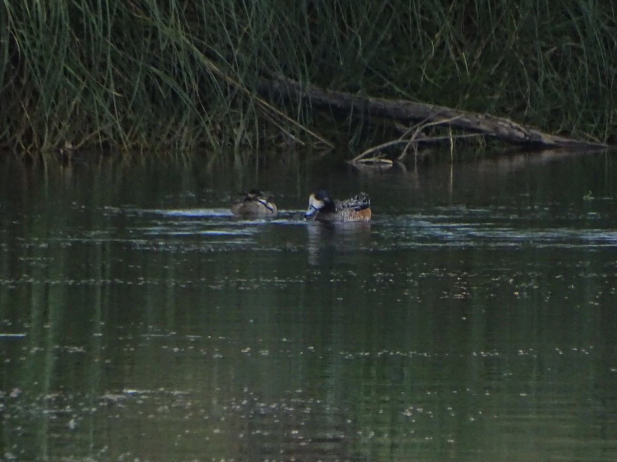 Chiloe Wigeon - ML140385871