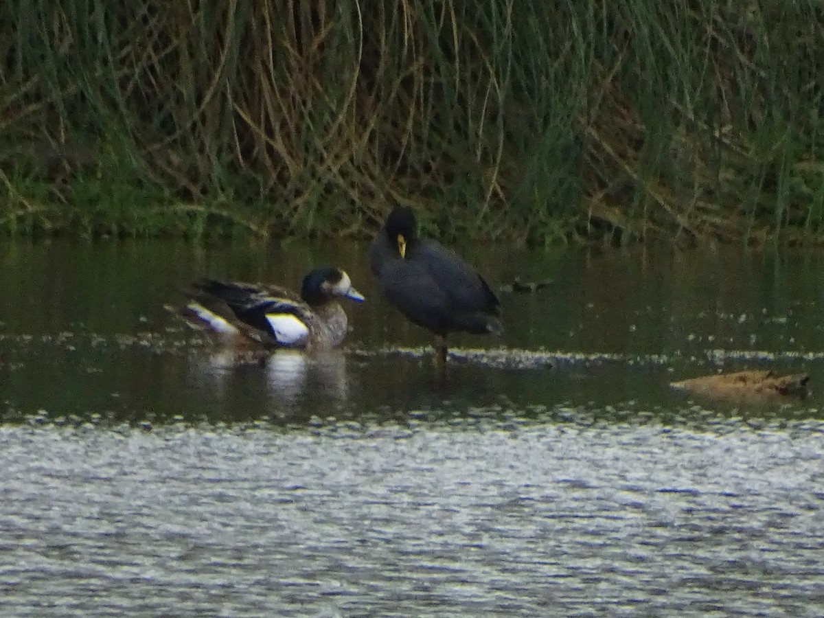 Chiloe Wigeon - ML140385881