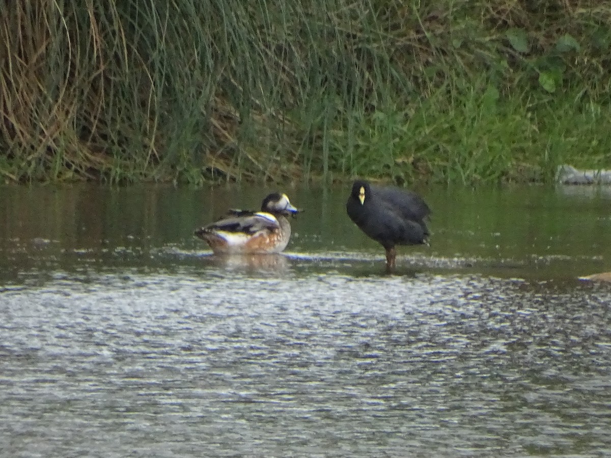 Canard de Chiloé - ML140385921