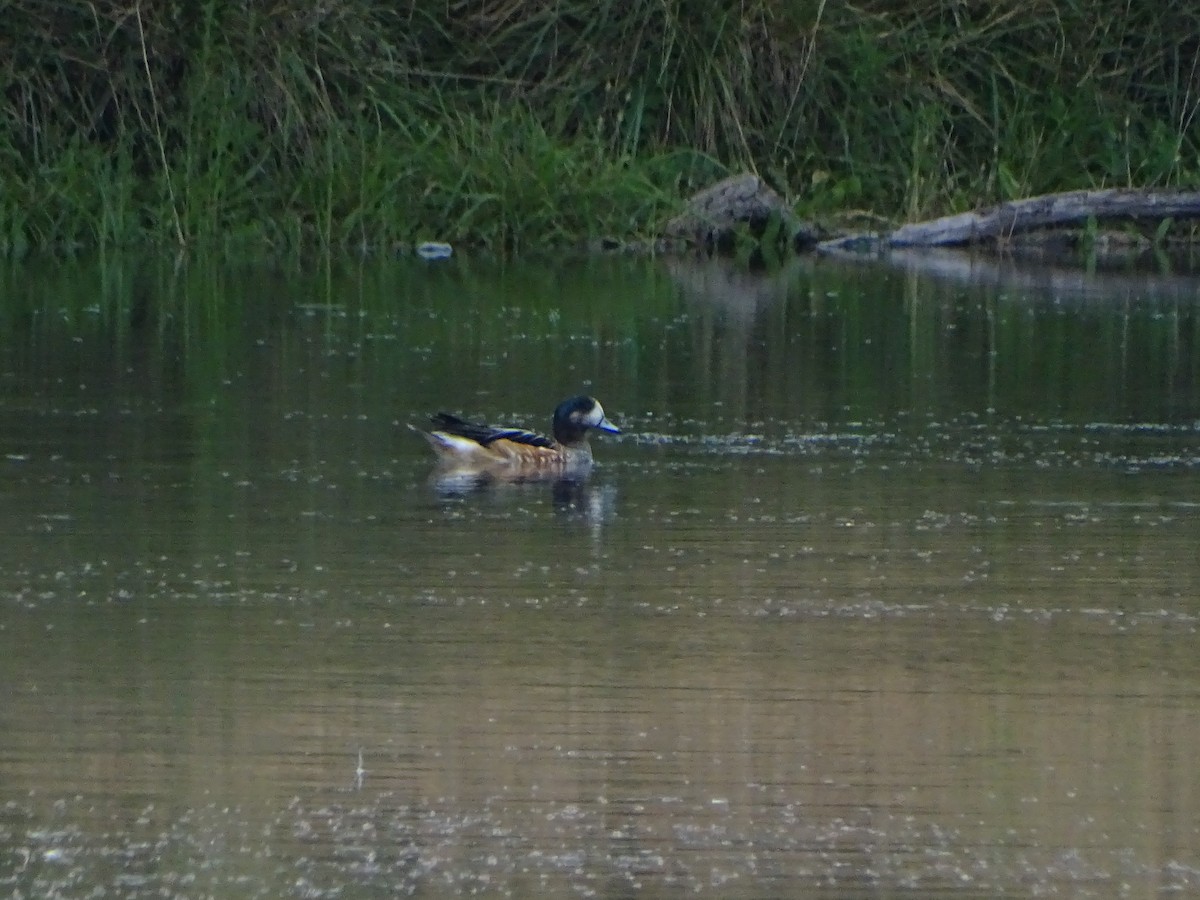 Canard de Chiloé - ML140385951