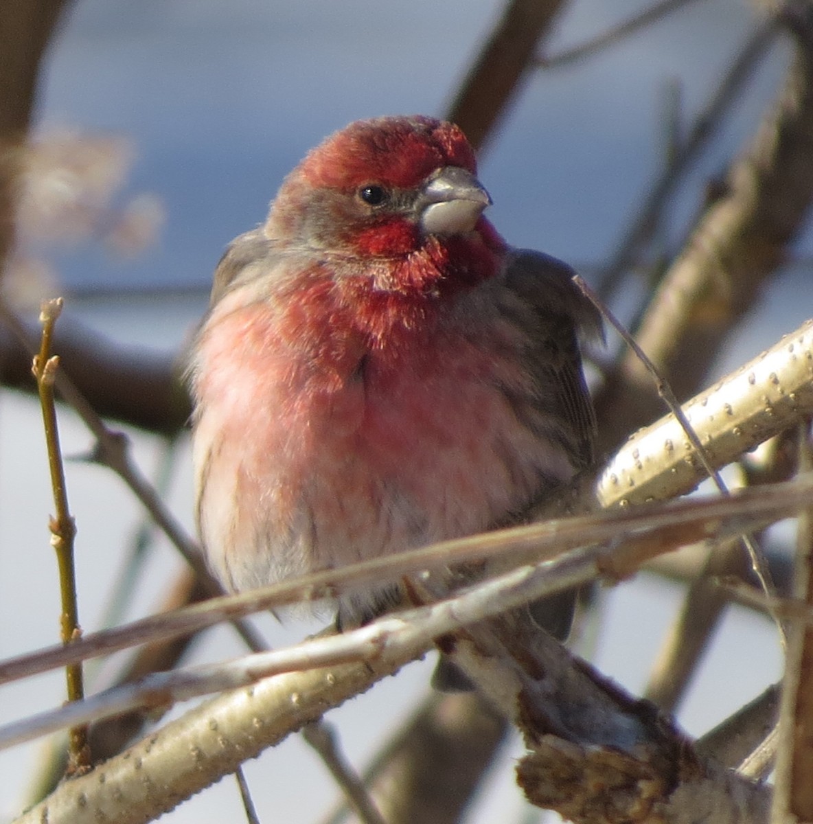 House Finch - ML140386071