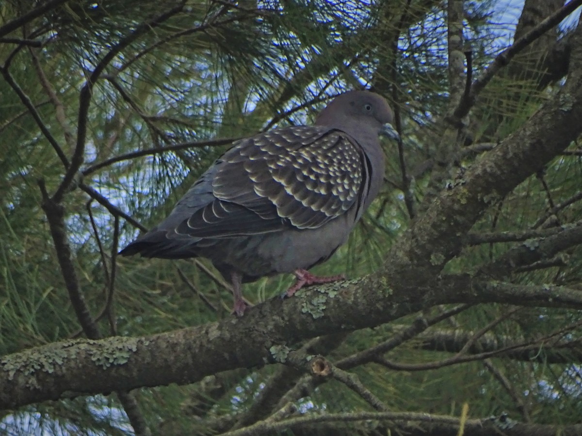 Pigeon tigré - ML140386091