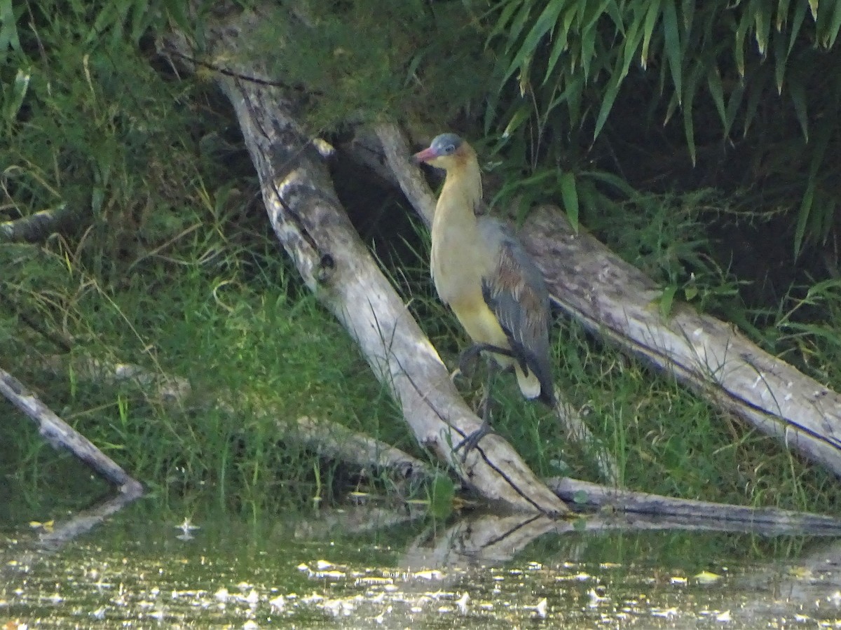 Garza Chiflona - ML140386151