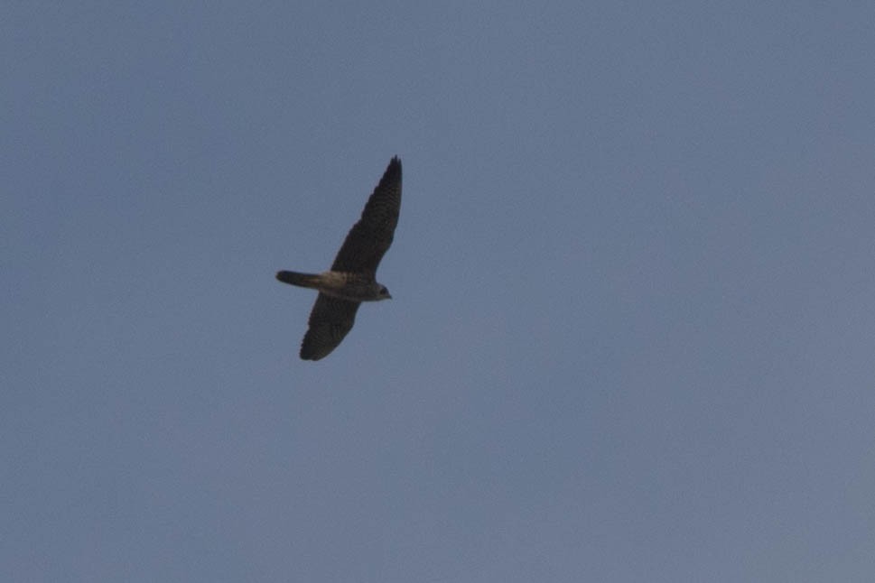 Peregrine Falcon - ML140386271