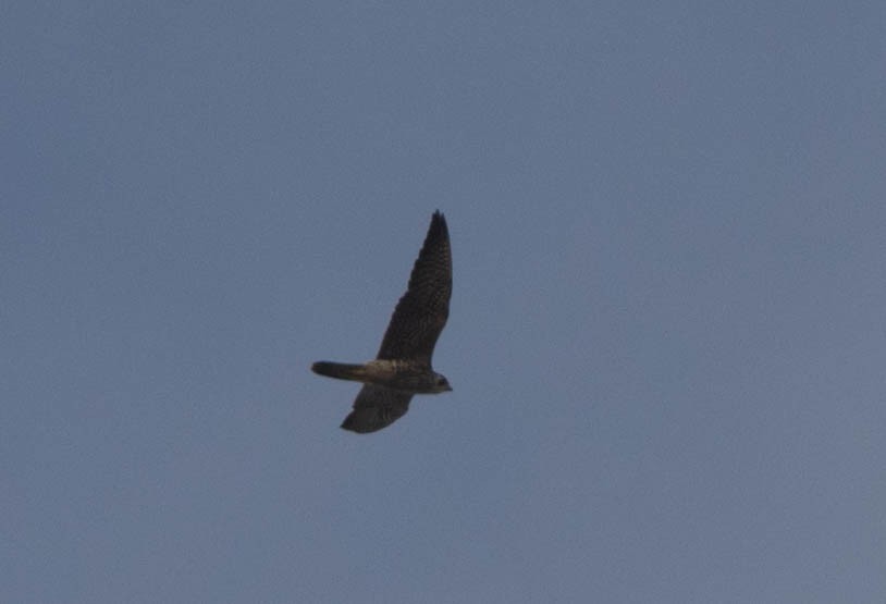 Peregrine Falcon - ML140386281