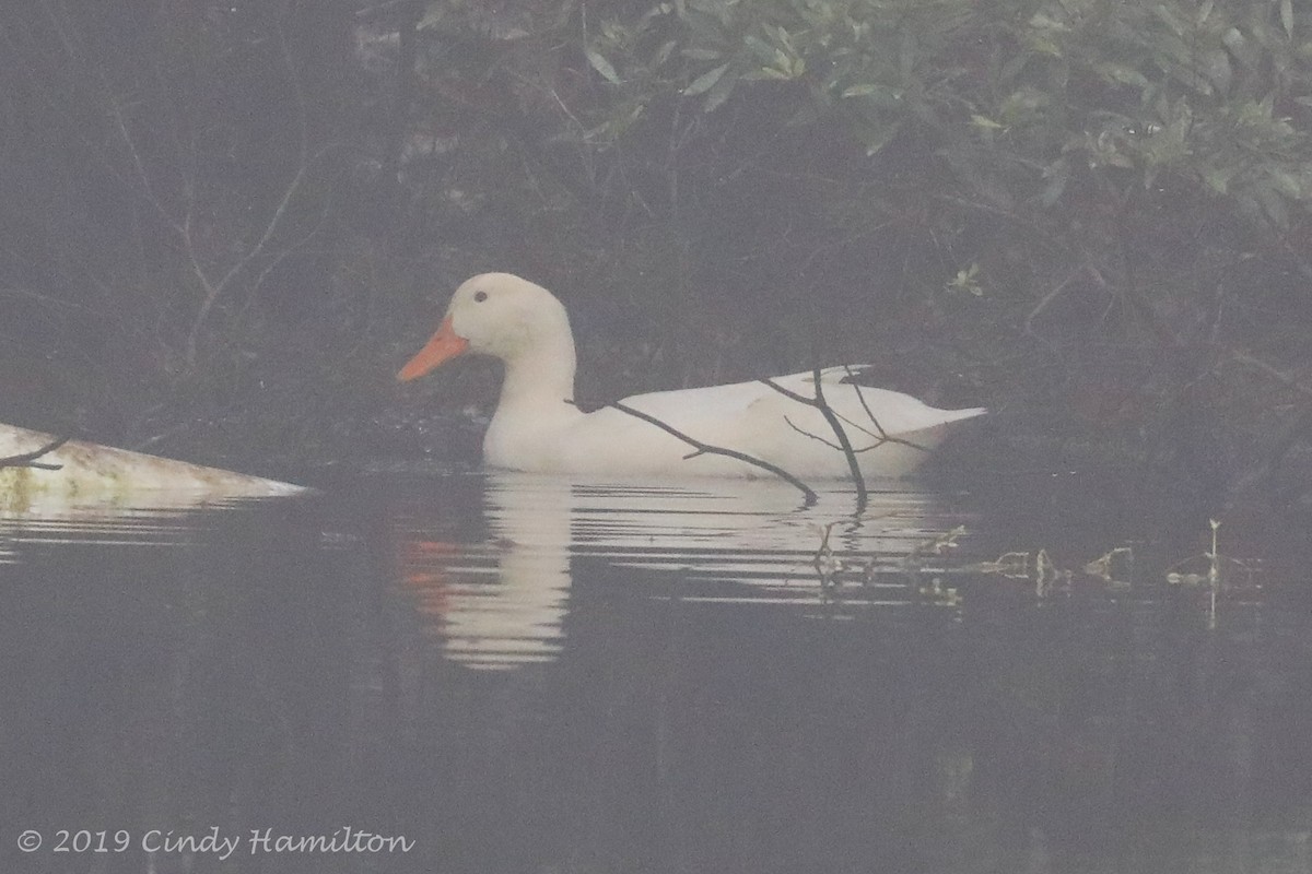 Mallard (Domestic type) - ML140386491