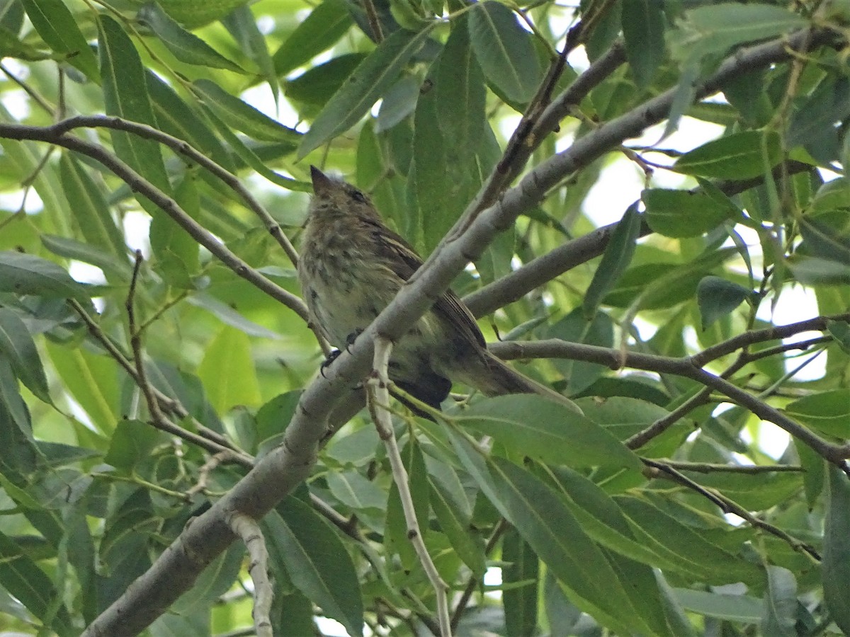 Bran-colored Flycatcher - ML140386511