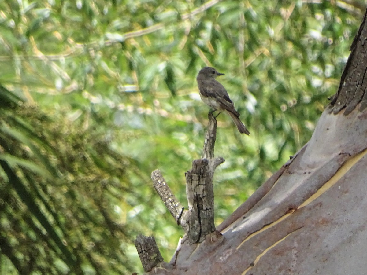 Vermilion Flycatcher - ML140386571