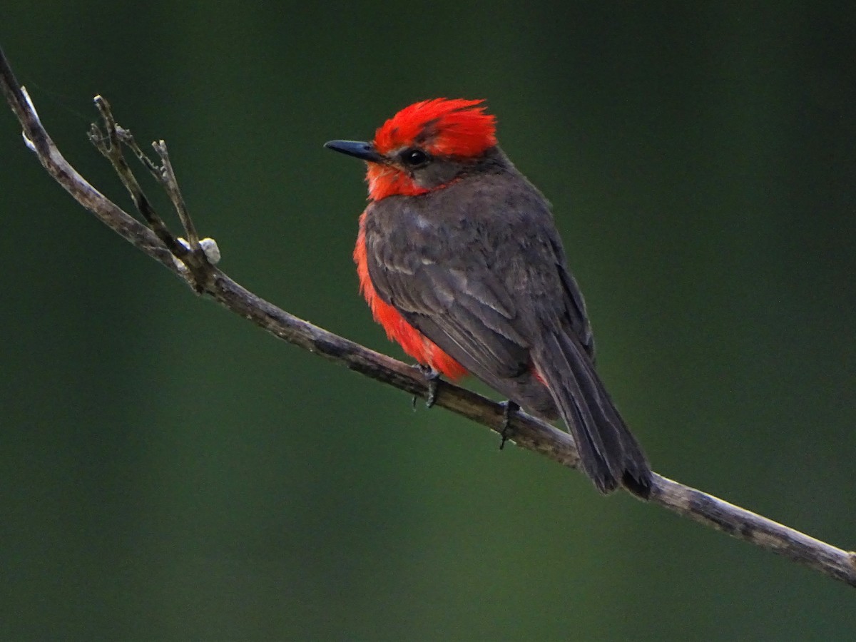 Vermilion Flycatcher - ML140386671