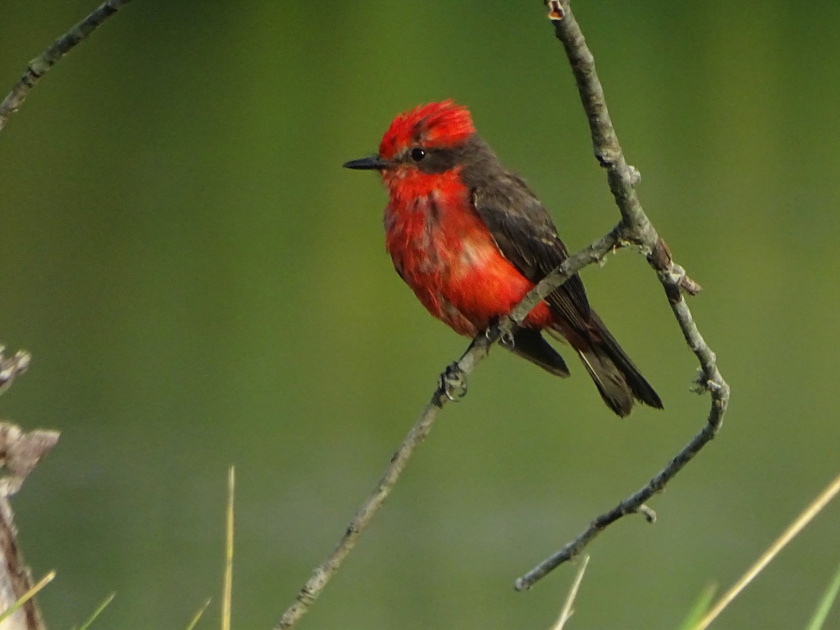 Vermilion Flycatcher - ML140386691