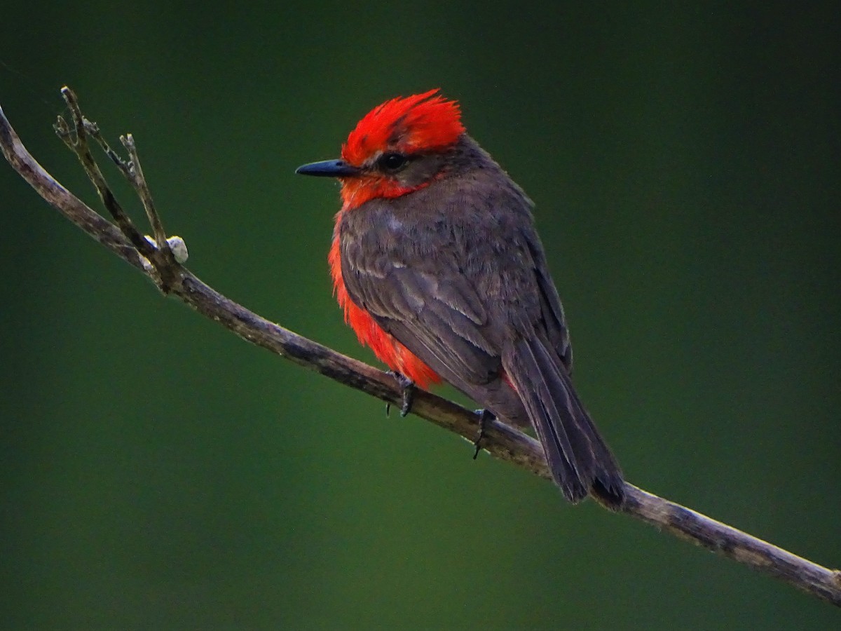 Vermilion Flycatcher - ML140386701