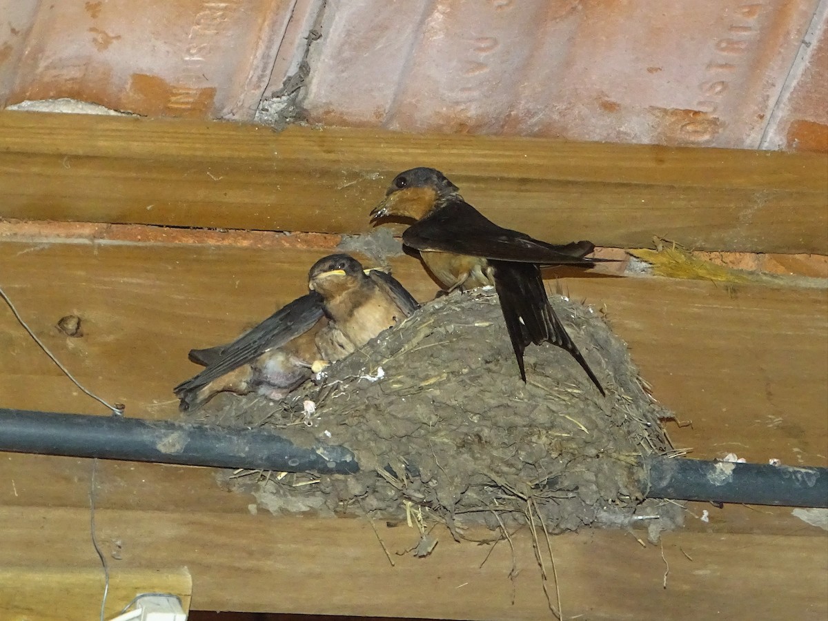 Barn Swallow - ML140386771