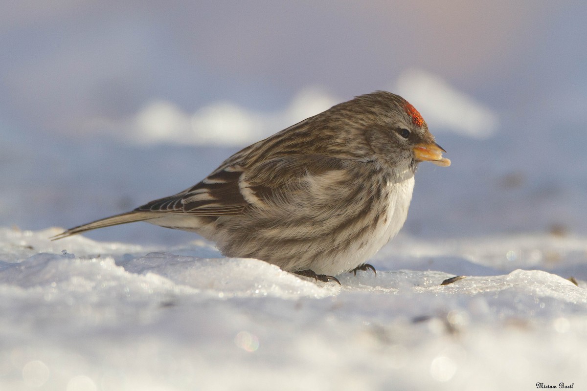 Redpoll (Common) - ML140387341